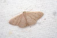 Idaea predotaria