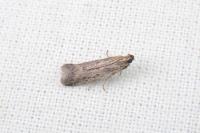Phycitodes inquinatella