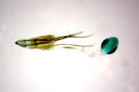 Phycitodes inquinatella