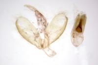 Indalia uniola