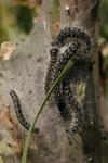 Eriogaster arbusculae
