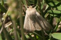Leucania comma