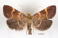 Hypsopygia rubidalis