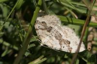 Xanthorhoe montanata