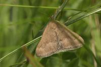 Pyrausta aerealis