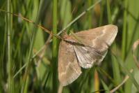 Pyrausta aerealis