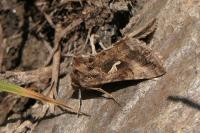Autographa gamma