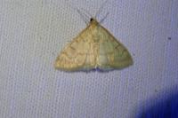 Ostrinia nubilalis