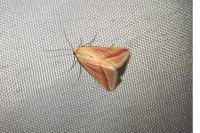 Rhodometra sacraria