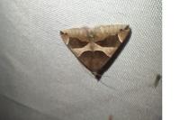 Dysgonia algira