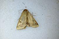 Helicoverpa armigera