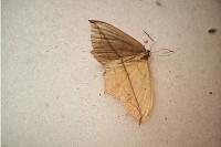 Timandra comae