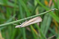 Agriphila selasella