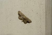 Idaea dimidiata