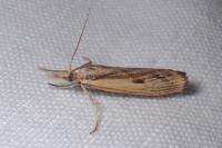 Agriphila inquinatella