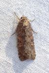 Spodoptera exigua