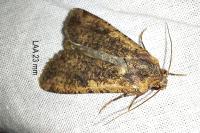 Peridroma saucia