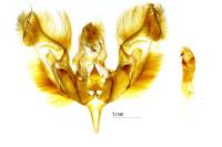 Peridroma saucia