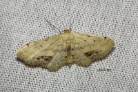 Idaea dimidiata
