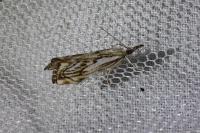 Catoptria falsella