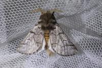 Thaumetopoea pityocampa