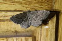 Gnophos furvata