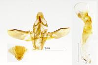 Acrobasis advenella