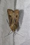 Agrotis exclamationis exclamationis