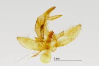 Agriphila inquinatella