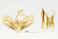 Nomophila noctuella