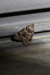 Aglossa caprealis