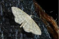 Idaea seriata