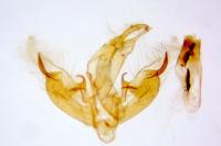 Euchromius ramburiellus