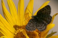 Psodos alticolaria