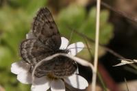 Psodos alticolaria