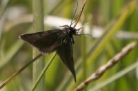 Macaria fusca