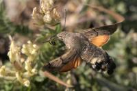 Macroglossum stellatarum