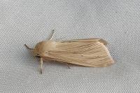 Mythimna pallens