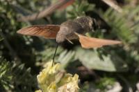 Macroglossum stellatarum