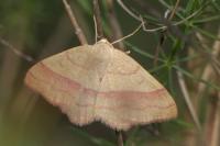 Rhodostrophia vibicaria