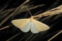 Rhodometra sacraria