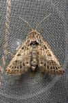 Tholera decimalis