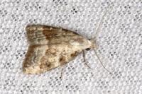 Nola aerugula