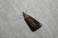 Schrankia costaestrigalis