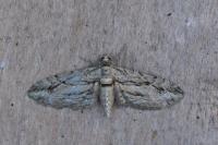 Eupithecia phoeniceata