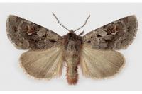 Xestia alpicola ryffelensis