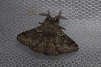Trichiura crataegi