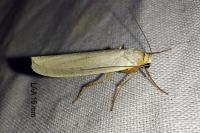 Eilema caniola