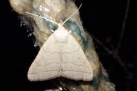 Herminia tarsipennalis