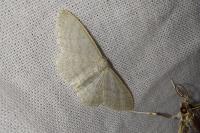 Idaea subsericeata